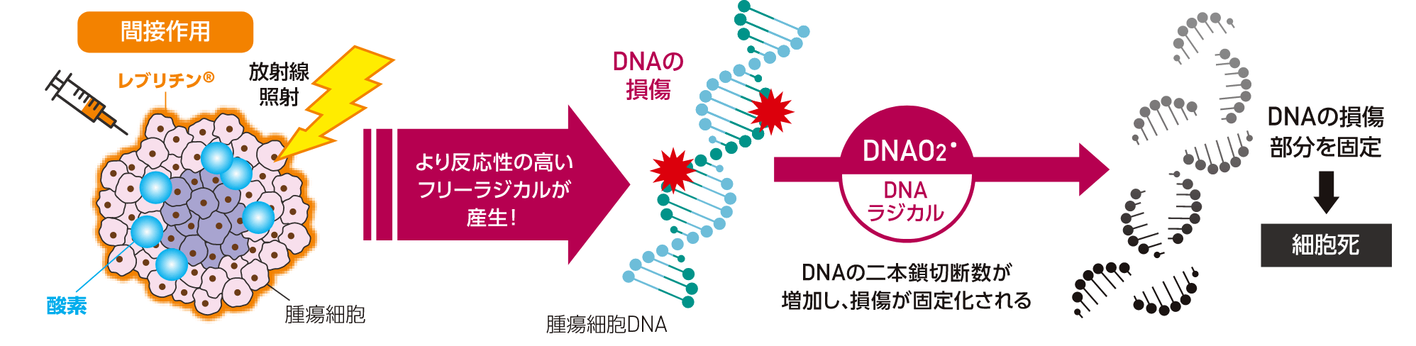 放射線照射による腫瘍細胞のDNA損傷の固定化作用