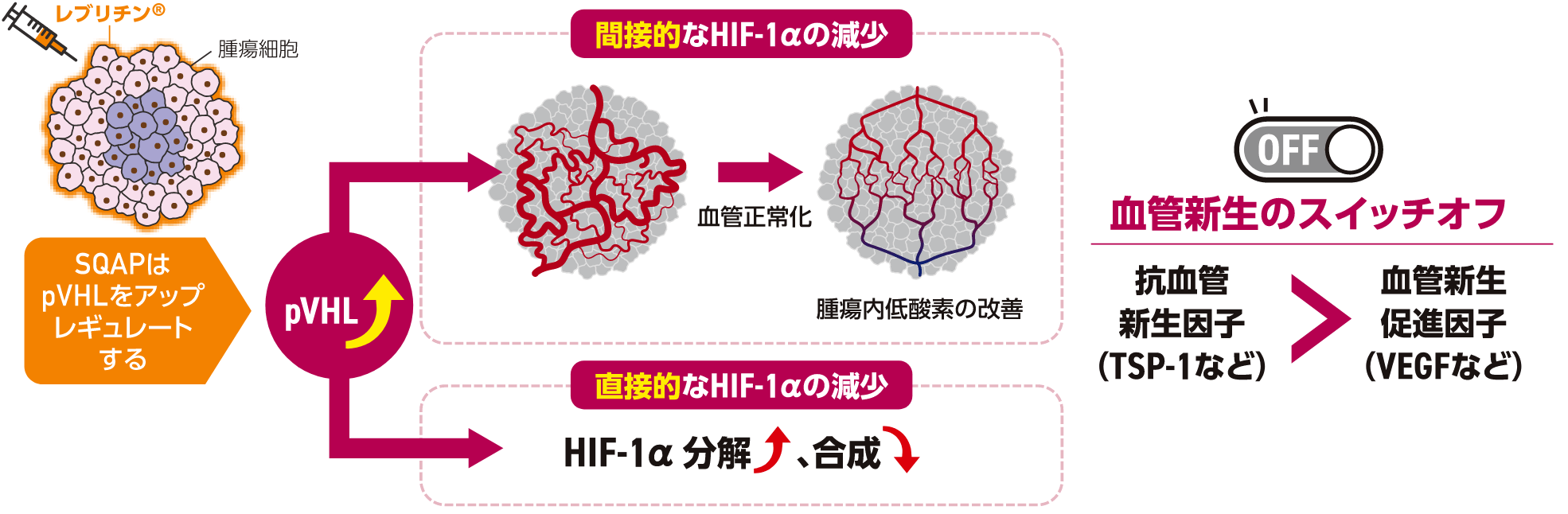 腫瘍の血管新生スイッチオフ作用(投与24h~72h)