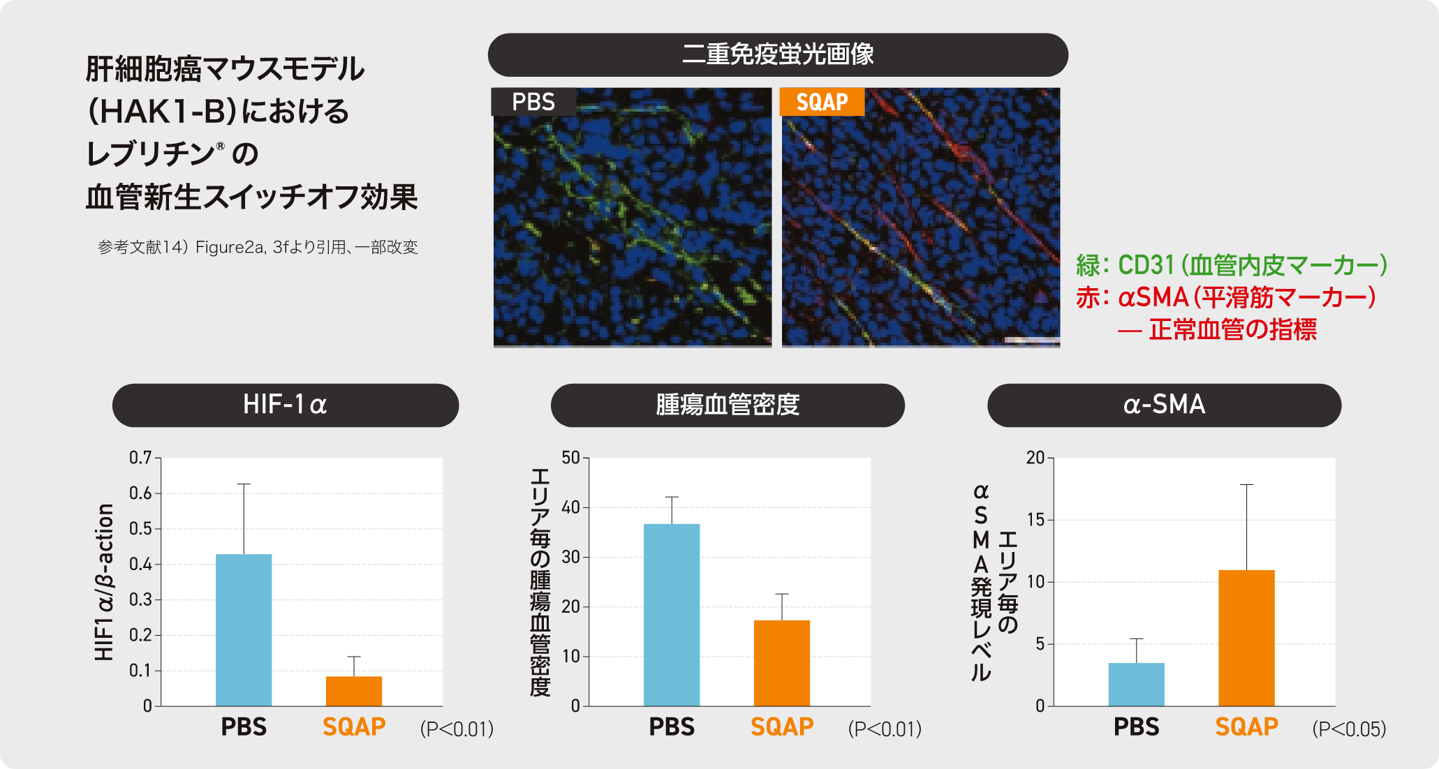 肺細胞癌マウスモデル(HAK1-B)におけるレブリチンの血管新生スイッチオフ効果