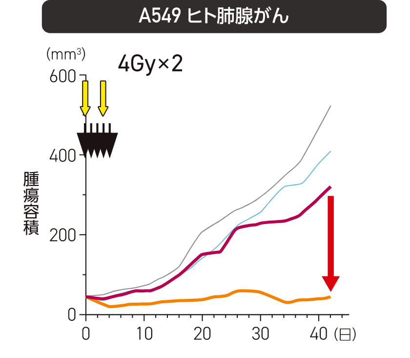 ヒト肺腺がん