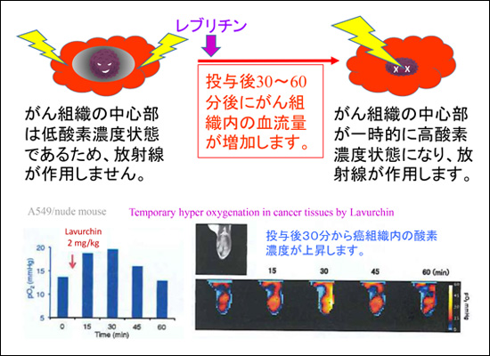 レブリチンの作用機序