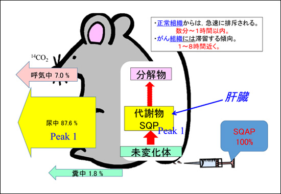 ラベル体とレブリチン排泄
